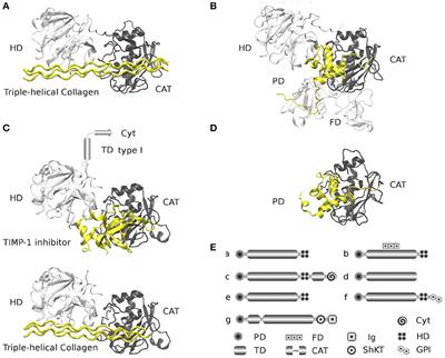 Role of Matrix Metalloproteinases in Angiogenesis and Cancer